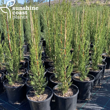 The 'Nitschke's Needles', also known as pencil pine, is a fast growing, upright conifer