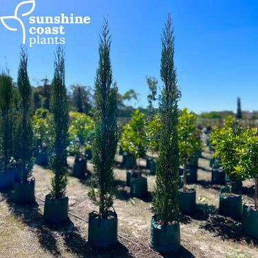 Cupressus Sempervirens ’Nitschke’s Needles’ 45ltr bag Plant