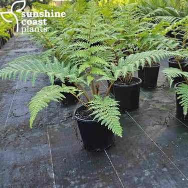 Cyathea Cooperi - Australian Tree Fern 200mm pot Plant
