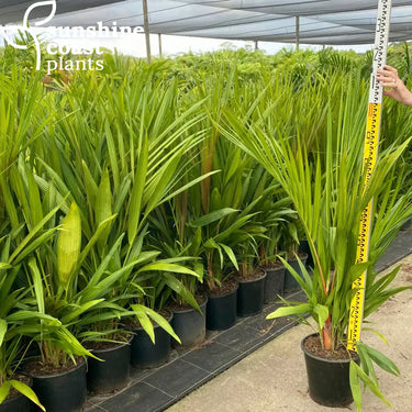 Cyrtostachys Renda - Lipstick Palm 250mm pot Plant