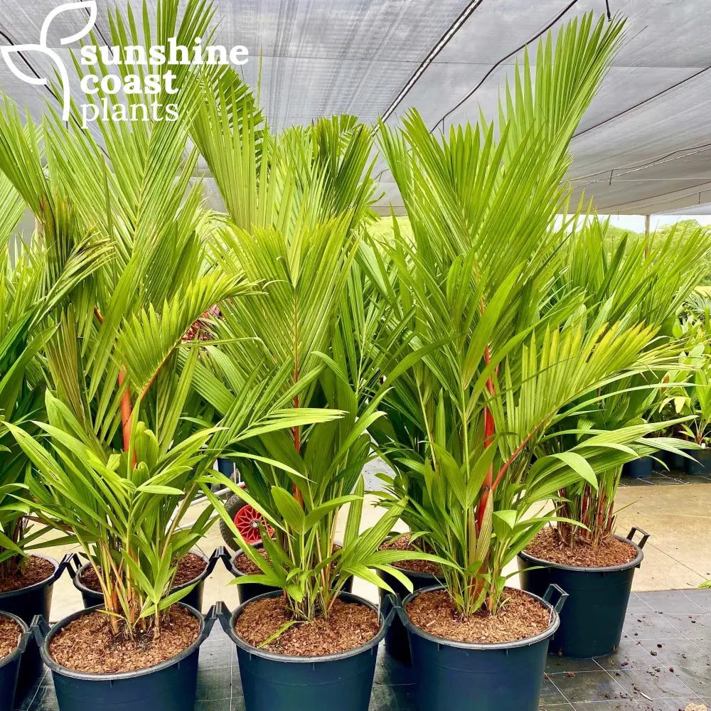 red palm plants for sale Cyrtostachys Renda - Lipstick Palm