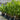 Cyrtostachys Renda - Lipstick Palm Plant