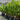 Cyrtostachys Renda - Lipstick Palm Plant