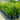 Cyrtostachys Renda - Lipstick Palm Plant