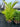 Cyrtostachys Renda - Lipstick Palm Plant