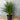 Dianella caerulea ’Little Jess’ - Plant