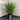 Dianella Little Jess 200mm pot