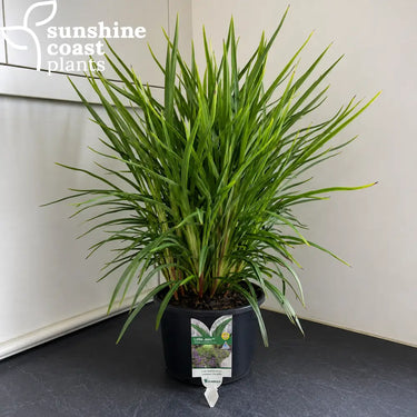 Dianella Little Jess 200mm pot