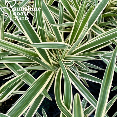 A lovely white-striped compact form of the native dianella