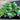 Dichondra Repens - Kidneyweed 140mm pot Plant