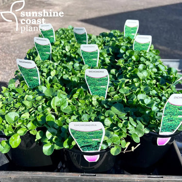 Dichondra Repens - Kidneyweed 140mm pot Plant