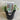 Dichondra Silver Falls 130mm pot Plant