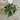 Dichondra Silver Falls 130mm pot Plant