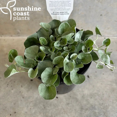 Dichondra Silver Falls 130mm pot Plant