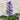 Dichorisandra Thyrsiflora - Blue Ginger 200mm pot Plant