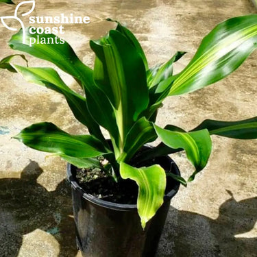 Dracaena ‘Burley’ 200mm pot Plant