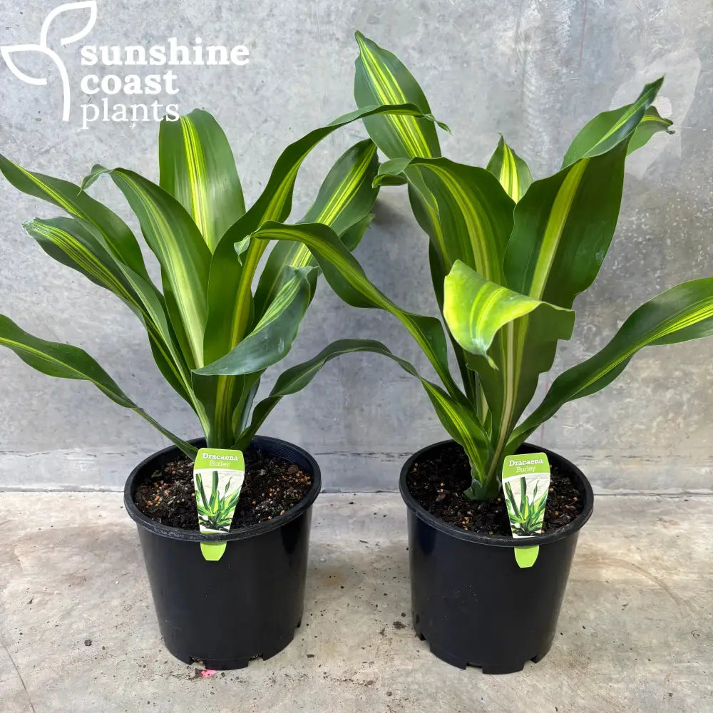 dracaena burley Dracaena 'Burley'