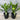 Dracaena ‘Burley’ Plant