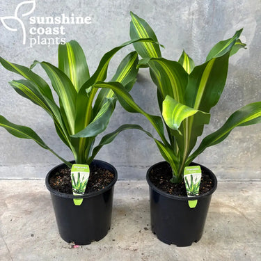 Dracaena ‘Burley’ Plant
