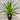 Dracaena draco ‘Dragon Tree’ 200mm pot