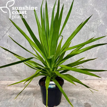Dracaena draco ‘Dragon Tree’ 200mm pot