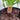 Dracaena draco ‘Dragon Tree’