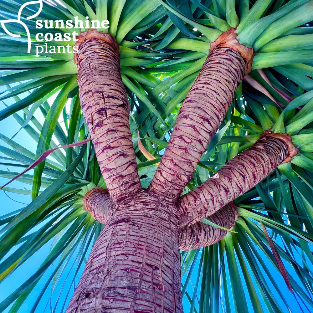 dracaena draco hardiness Dracaena draco 'Dragon Tree' – Sunshine Coast Plants