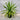 Dracaena draco ‘Dragon Tree’ 300mm pot