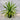 Dracaena draco ‘Dragon Tree’ 300mm pot