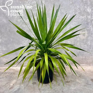 Dracaena draco ‘Dragon Tree’ 300mm pot
