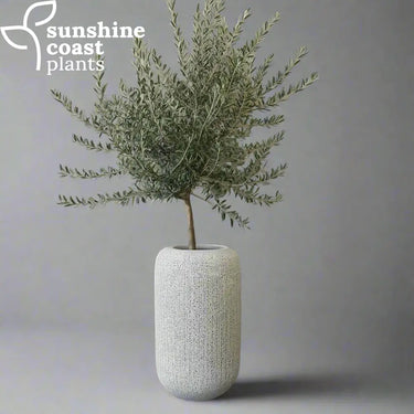 Nalu Tall Pot with Olive Tree
