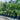 Dypsis Cabadae - Blue Cane Palm 90Ltr pot Plant