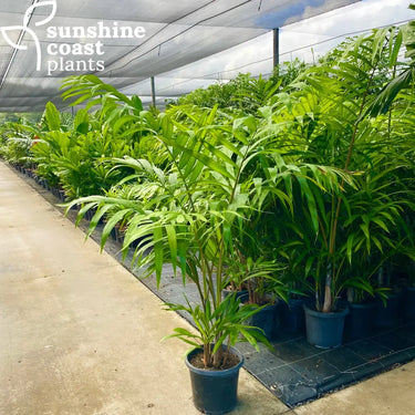 Dypsis Cabadae - Blue Cane Palm Plant