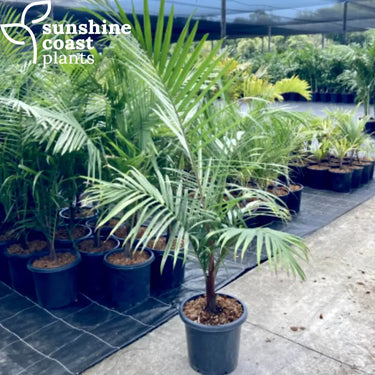 Dypsis Leptochelios - Teddy Bear Palm 250mm pot Plant