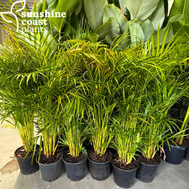Golden Cane Palm 250mm pot