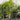 Dypsis Lutescens - Golden Cane Palm 400mm pot/45Ltr Bag Plant