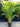 A multi-stemmed palm with golden stems, long fronds of bright green leaves and an attractive clumping habit