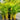 Dypsis Lutescens - Golden Cane Palm Plant