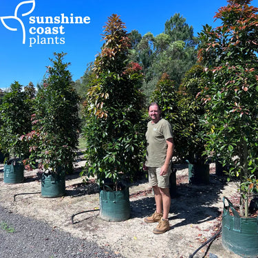Elaeocarpus ’Eumundi’ - Native Quandong 100ltr Plant