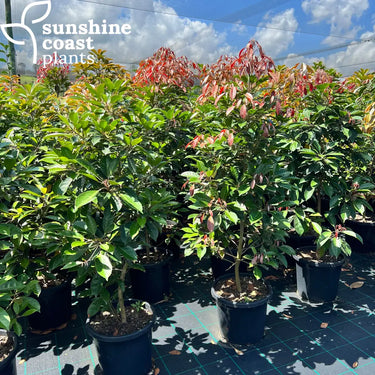 Elaeocarpus ’Eumundi’ - Native Quandong 300mm Plant