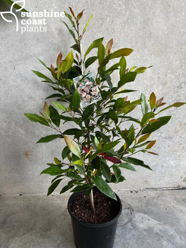 Elaeocarpus Reticulatus ’Prima Donna’® - 200mm pot - Plant