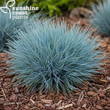 Festuca glauca Beyond Blue
