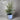 Manzanillo Olive Tree