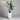 Strelitzia nicolai in our Sandhaven Tall Round Pot