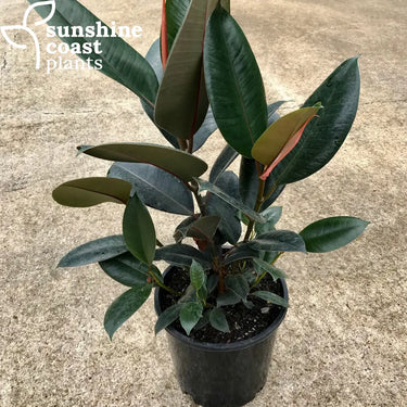 Ficus Elastica Burgundy - Burgundy Rubber Plant 250mm pot Plant