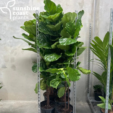 Ficus Lyrata - Fiddle Leaf Fig 300mm pot Plant