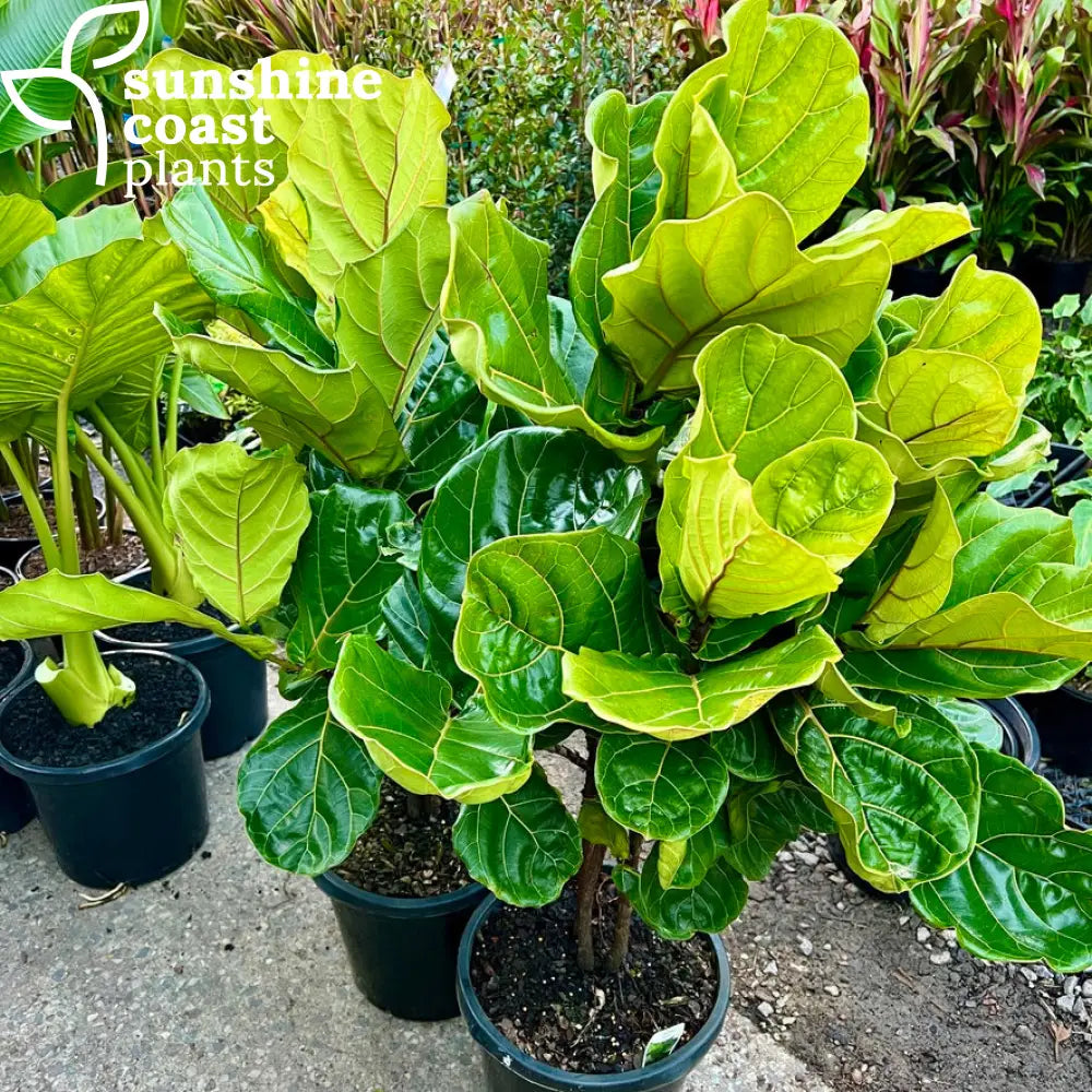 fiddle leaf fig brisbane Ficus Lyrata