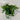 Ficus pumila - Creeping Fig 140mm pot
