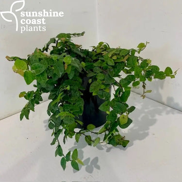 Ficus pumila - Creeping Fig 140mm pot