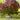 Claret Ash tree with dark green, feathery foliage turning rich claret-red in autumn, featuring a tall, rounded canopy and straight trunk.